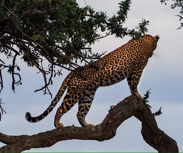 3 days Tsavo East & Tsavo West Safari from Diani/Mombasa