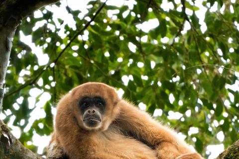 Teresópolis : circuit découverte de la faune de la forêt atlantiqueTeresópolis : Excursion à la découverte de la faune de la forêt atlantique
