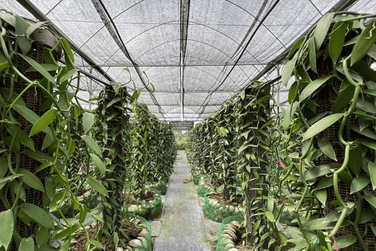 بينانج: جولة مزرعة قرية الفانيليا بواسطة كايروس