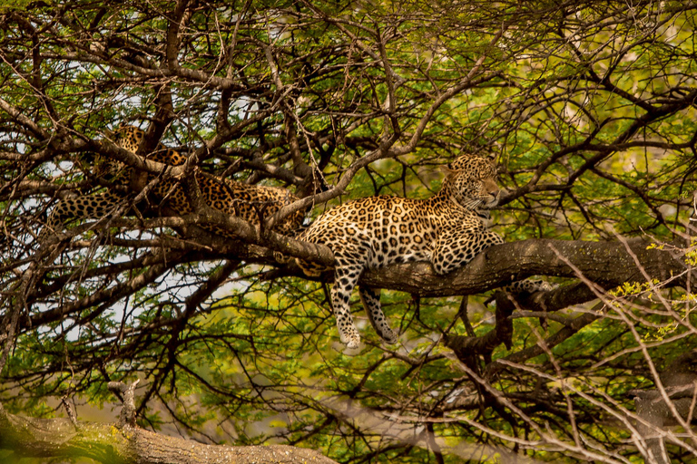 4-Day Fly-in Zanzibar & Fly-out Arusha Bush to Beach Safari