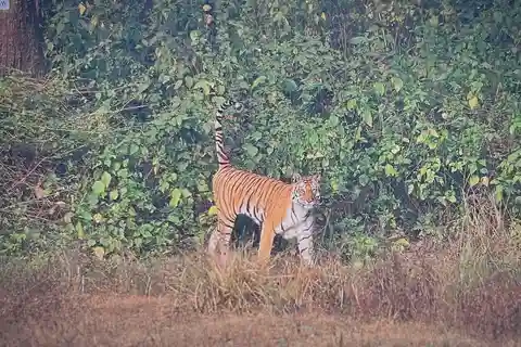 From Jaipur: 2-Day Ranthambore Tiger Safari with transfers