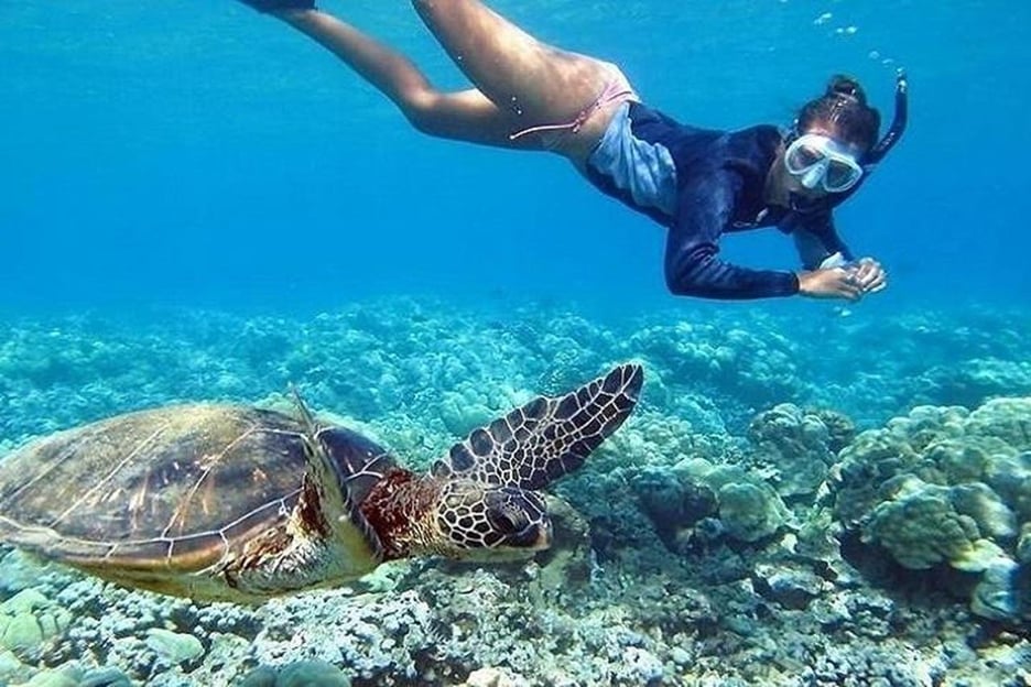 Circle Island: Schwimme mit Schildkröten und entdecke das Paradies Oahu