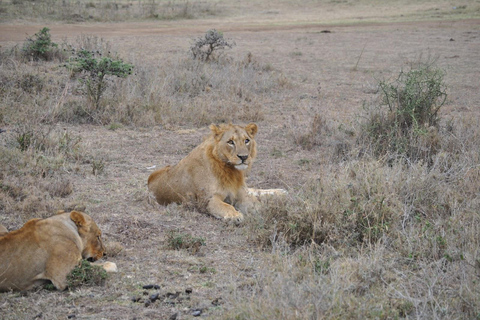 Nairobi: Excursión al Parque Nacional de Nairobi y al Orfanato de Elefantes