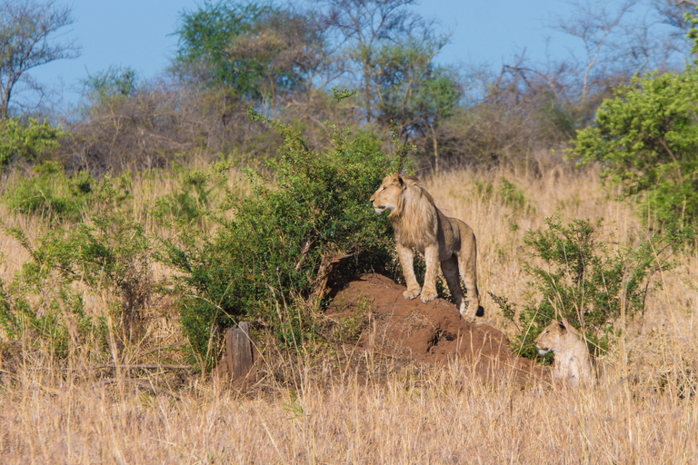 10 jours de visite en Ouganda et safari primates