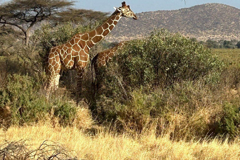 3 Days, 2 nights safari to Samburu National Reserve 3 Days private safari in a 4x4 Landcruiser jeep