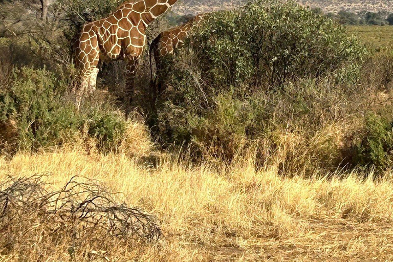 3 Days, 2 nights safari to Samburu National Reserve 3 Days private safari in a 4x4 Landcruiser jeep