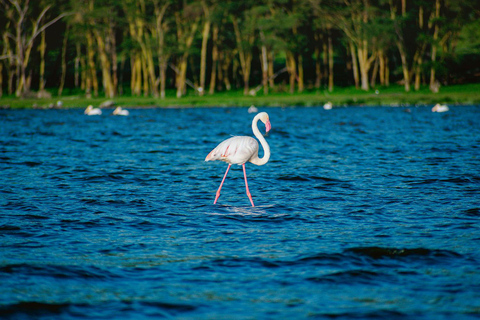 Lake Nakuru National Park: Daytrip in a 4X4 Private Jeep