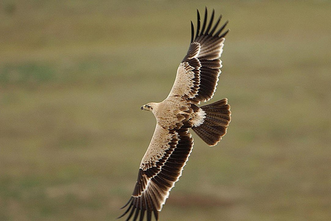 Bale Mountains: Trekking &amp; Wildlife Safari 4-Tage-TourBale-Gebirge: Trekking &amp; Wildtiersafari 4-tägige Tour