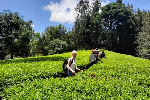 Nairobi: excursión de un día a la granja de té con almuerzo en kiambethu