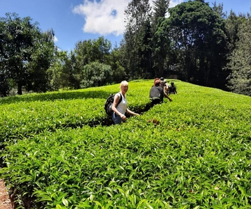 Nairobi: gita di un giorno alla fattoria del tè con pranzo a kiambethu