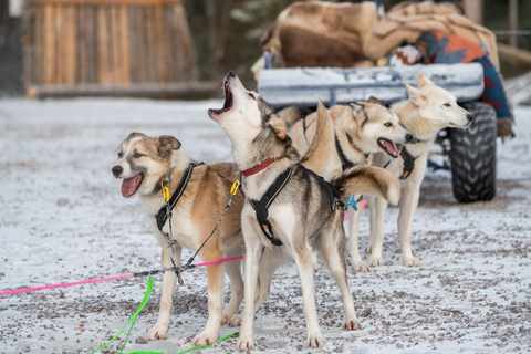 Rovaniemi: Autumn Husky Experience with cart ride and Photos