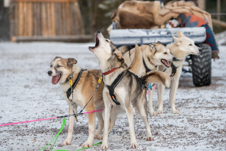 Rovaniemi: Autumn Husky Experience with cart ride and Photos