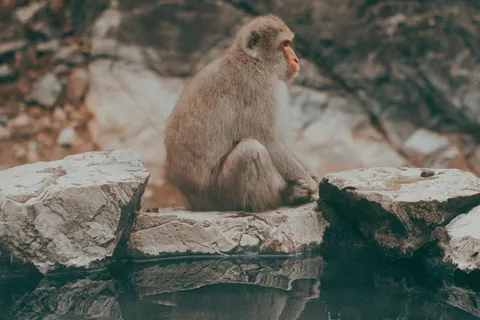 From Tokyo/Nagano: Luxury Snow Monkey Private Full-Day Tour