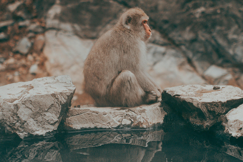 Nagano Snow Monkey private Day Tour from Tokyo