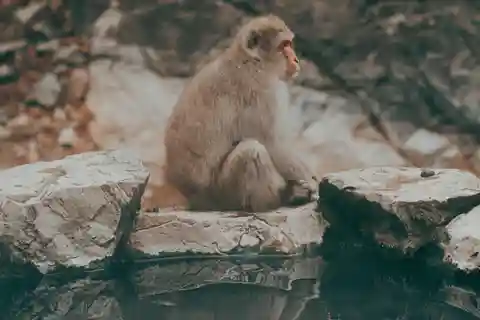 From Tokyo/Nagano: Luxury Snow Monkey Private Full-Day Tour