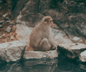From Tokyo/Nagano: Luxury Snow Monkey Private Full-Day Tour