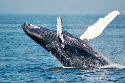 Snorkelen met walvissen in Mirissa
