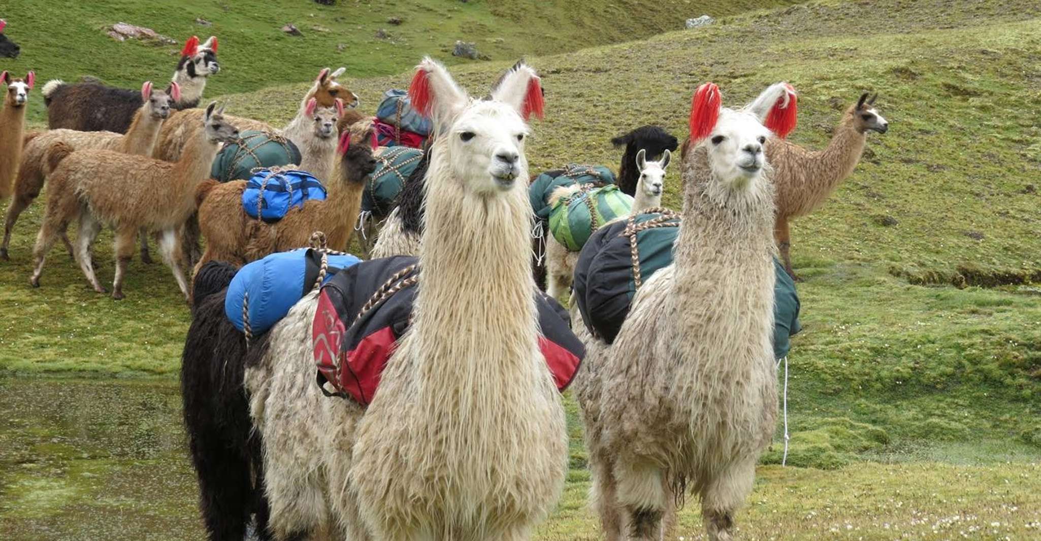 From Cusco, Rainbow Mountain 1-Day + Breakfast and Lunch - Housity