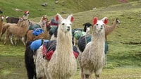 Desde Cusco, Rainbow Mountain 1 día + desayuno y almuerzo - Housity