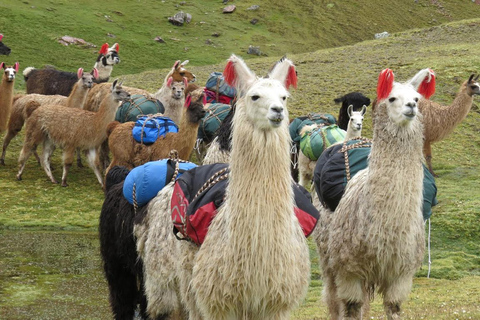 Van Cusco: Rainbow Mountain 1-dag + ontbijt en lunch