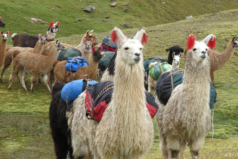 Von Cusco aus: Rainbow Mountain 1-Tag + Frühstück und Mittagessen