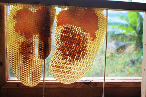 Batumi: Sweet Excursion and Mtirala Forest