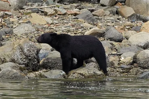 Ilha de Vancouver: Passeio de um dia inteiro com ursos e baleias na primavera