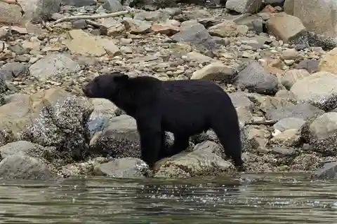 Vancouver Island: Spring Bears and Whales Full-Day Tour