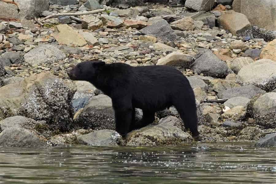 Vancouver Island: Frühlingsbären und Wale Ganztagestour. Foto: GetYourGuide