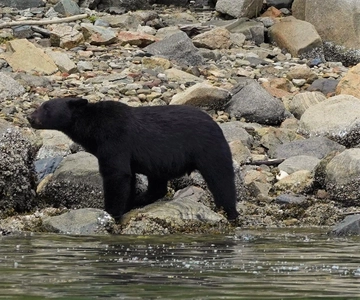 Vancouver Island: Spring Bears and Whales Full-Day Tour