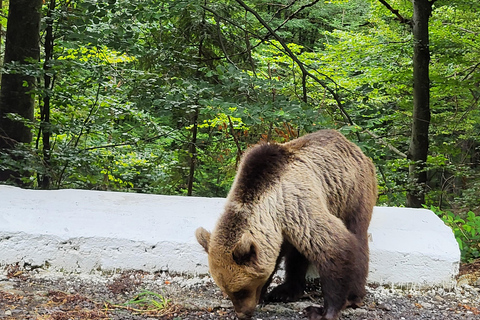 Transsilvanien enthüllt: Legenden, Erbe, echte ErlebnisseTranssilvanien wird enthüllt: Legenden, Erbe, echte Erlebnisse