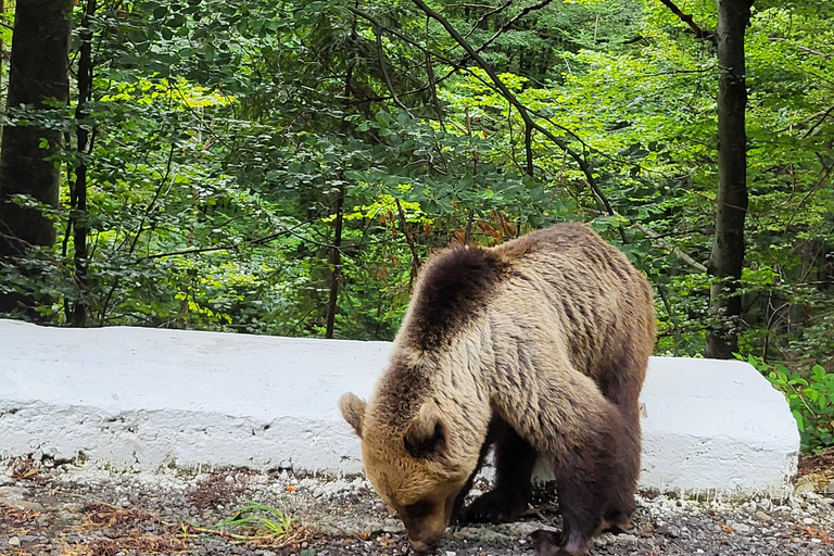 Transsilvanien enthüllt: Legenden, Erbe, echte ErlebnisseTranssilvanien wird enthüllt: Legenden, Erbe, echte Erlebnisse