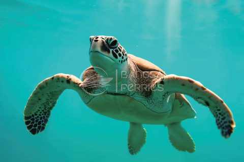 Fast Boat Transfer: Lombok/Gili Islands to Nusa Penida, Bali Gili Air to Serangan