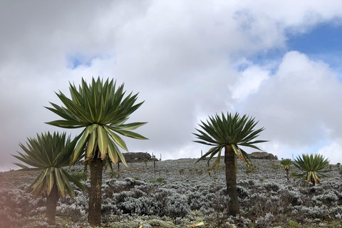 3 Tage in den Bale Mountains