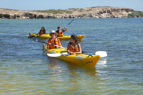 Rockingham Excursión de un día en Kayak de Mar por las Islas de las Focas y los Pingüinos