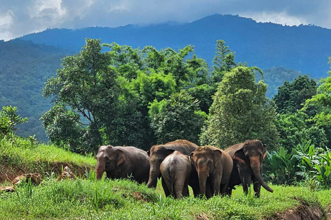 Rantong elephant sanctuary Chiangmai