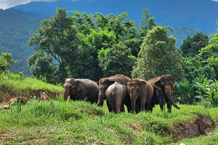 Rantong elephant sanctuary Chiangmai