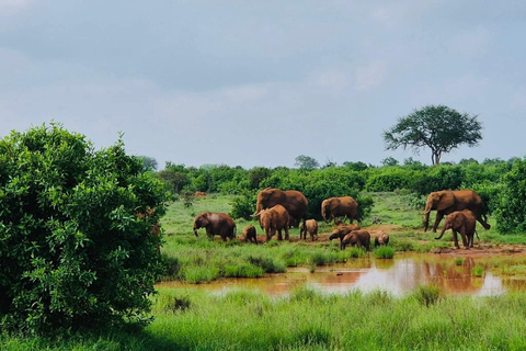 3-Day Safari in Tsavo East, Ngutuni, & Salt Lick – Big Five & Sunset Views 3-Day Safari in Tsavo East, Ngutuni & Salt Lick – Big Five & Sunset Views