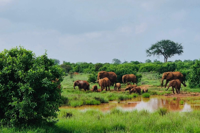 3-Day Safari in Tsavo East, Ngutuni, & Salt Lick – Big Five & Sunset Views 3-Day Safari in Tsavo East, Ngutuni & Salt Lick – Big Five & Sunset Views