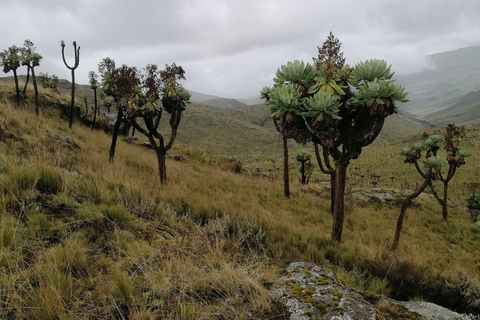 MT KENYA: 4 DAGEN, 3 NACHTEN WANDELEN & BERGBEKLIMMEN