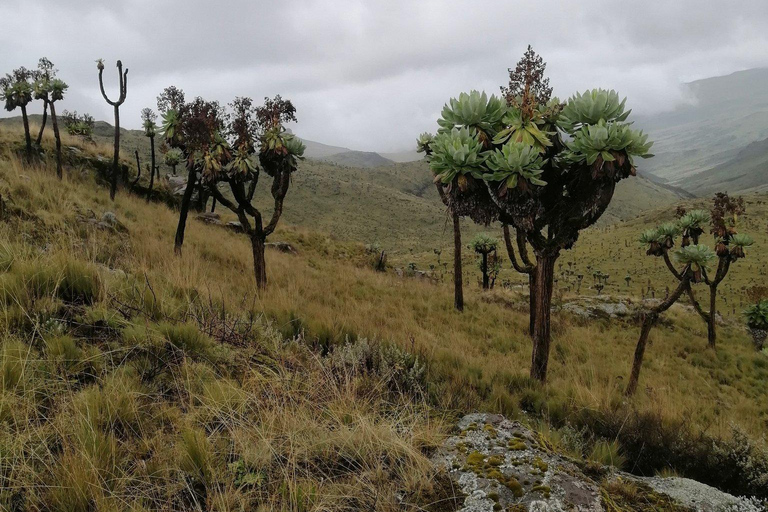 MT KENYA: 4 DAYS, 3 NIGHTS HIKING & MT CLIMBING