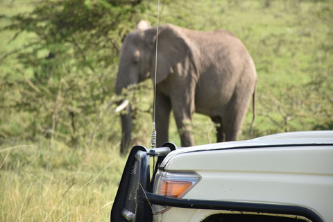 7 Day Kili Safari Amboseli, Naivasha and Masai Mara Safari