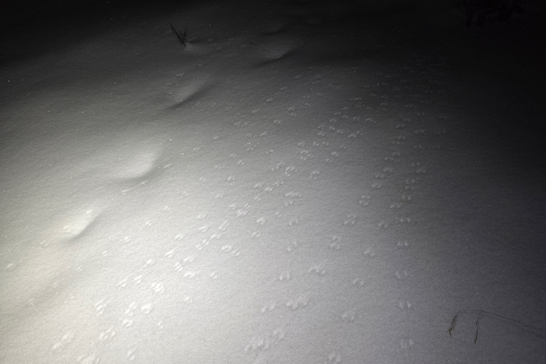 Abisko: Aurora Night & Swedish Glögg - Snowshoe Experience