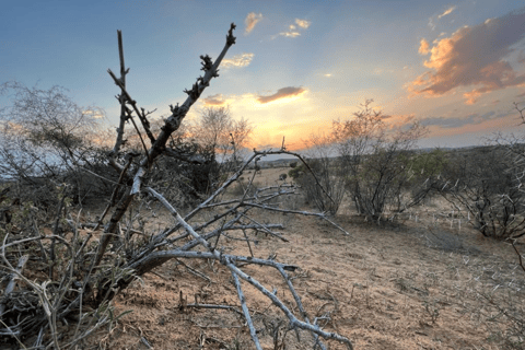 Half-Day Desert Walking Tour in Jodhpur Rajasthan With Sumer