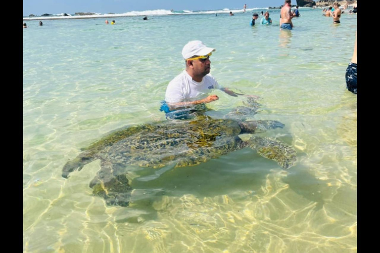 From Colombo: Day trip to Galle Dutch Fort & Turtle Beach