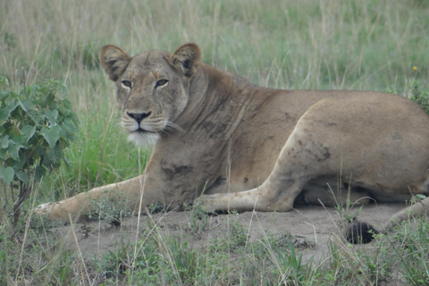 2 Days Big five Safari with Boat in Murchison Falls