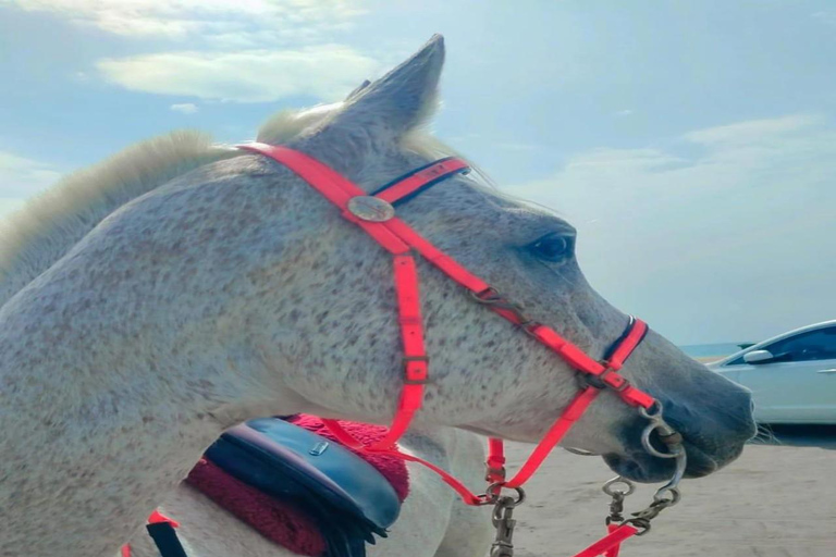 Doha: Private 3 hr adventure with Arabian Horses and Falcon