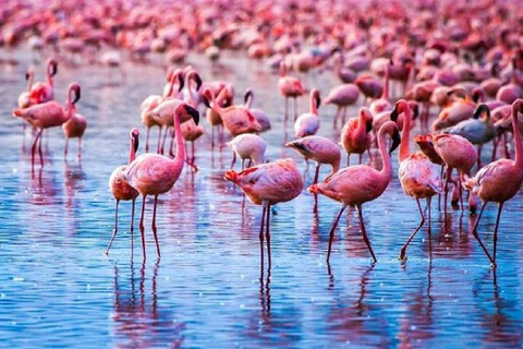 Park Narodowy Jeziora Nakuru