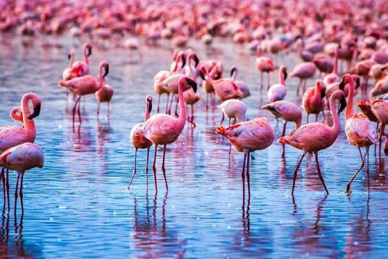 Park Narodowy Jeziora Nakuru