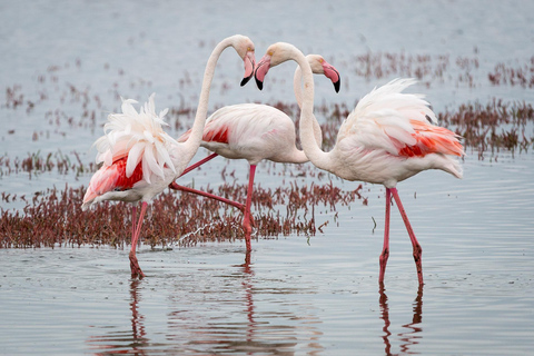 Walvis Bay: Seal Kayaking Adventure with Brunch